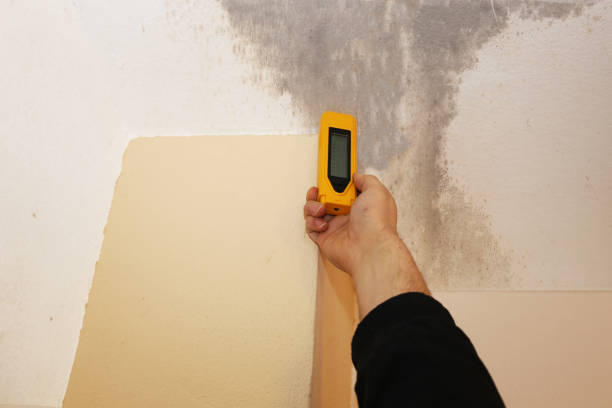 Best Mold Prevention Services  in Rineyville, KY