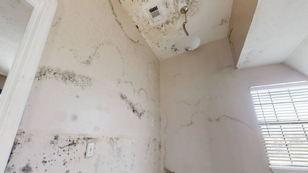 Best Attic Mold Removal  in Rineyville, KY