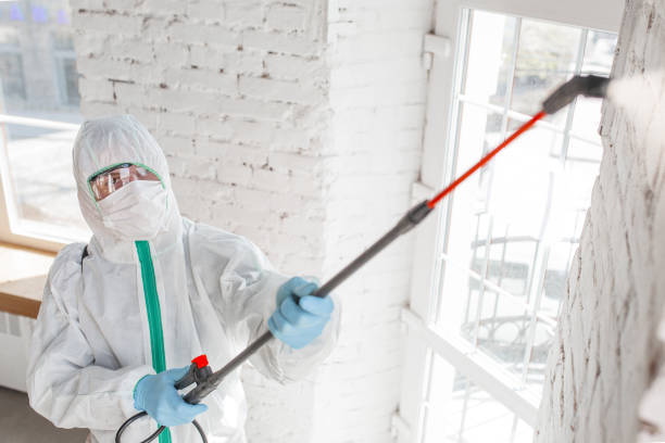Best Mold Damage Restoration  in Rineyville, KY