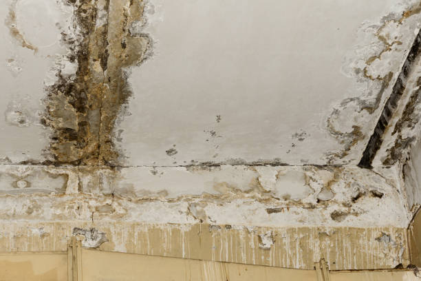 Best Industrial Mold Remediation  in Rineyville, KY