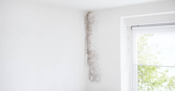 Rineyville, KY Mold Removal Company