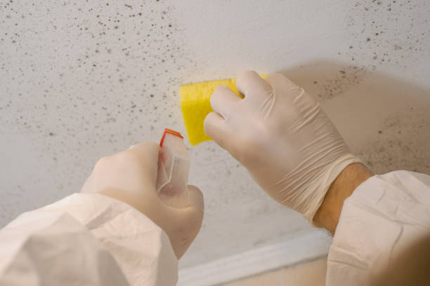 Forensic Mold Investigation in Rineyville, KY