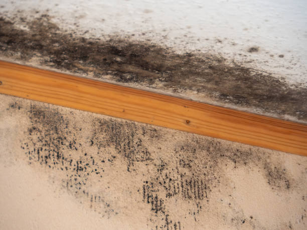 Best Post-Remediation Verification Testing  in Rineyville, KY