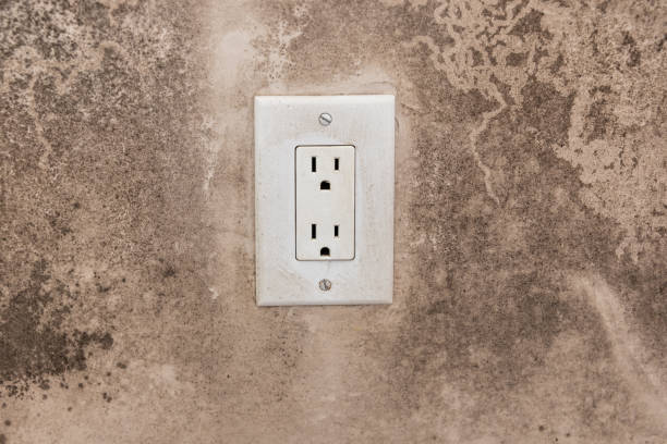 Best Environmental Consulting for Mold Prevention  in Rineyville, KY