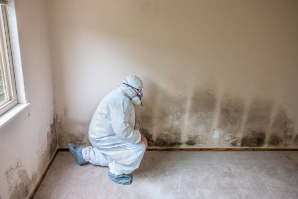Best Asbestos and Lead Testing During Mold Inspection  in Rineyville, KY