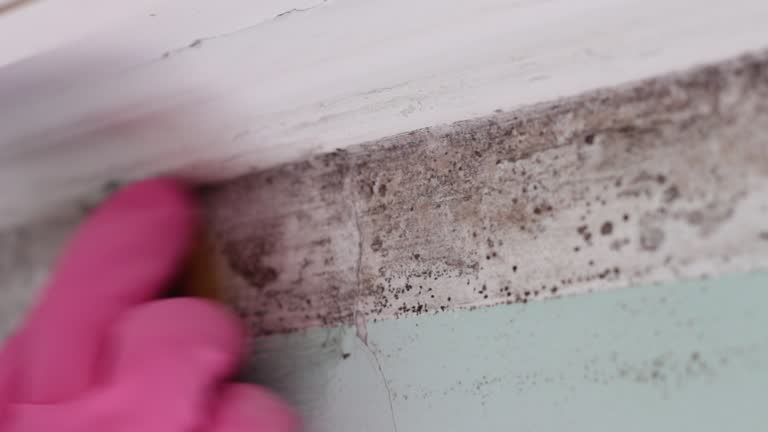 Best Biohazard Mold Removal  in Rineyville, KY